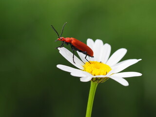 Rotköpfiger Feuerkäfer