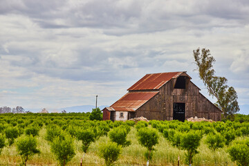 Fototapeta na wymiar Old red barn in spring on a fruit farm