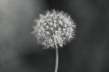 An isolated close up black and white photograph of a dandelion flower that has gone to seed with a blurred bokeh background.