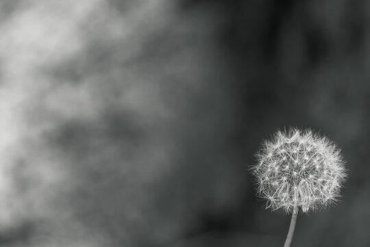 A beautiful black and white nature background image of a white dandelion flower that has gone to seed in the lower right corner and blurred bokeh background with copy space.