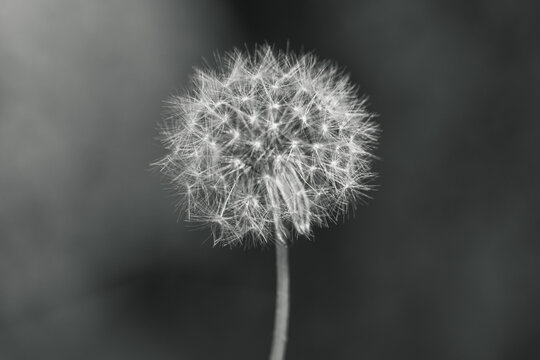 An isolated close up black and white photograph of a dandelion flower that has gone to seed with a blurred bokeh background. © Joseph Kirsch