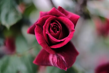 red rose
