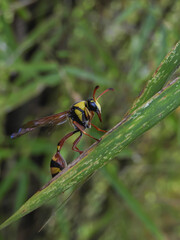 wasp on a green leaf