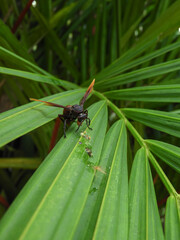 dragonfly on a green leaf