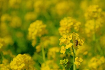 Rape blossoms