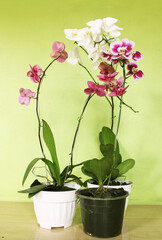 Orchid in the front of background green wall