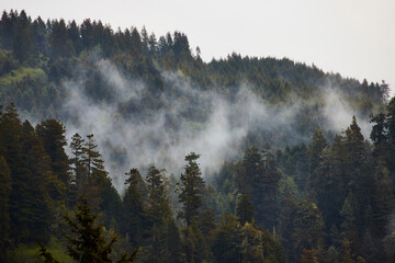Pine tree mountain silhouette filled with morning fog