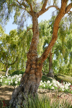 Unusual tree image in a garden with new leaves in springtime