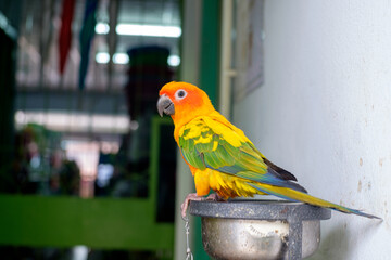 Sun Conure Parrot standing on the metal bowl