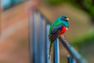 collared trogon