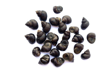 Thai river mollusks that live in freshwater or River snails on white background. Edible and economic agriculture products that some Thai farmers make the mollusks farm for sell to the restaurants. 