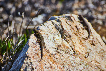 Pair of lizards resting on rock next to beach