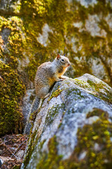 Portrait of adorable ground squirrel in Yosemite mountains posing on mossy rocks