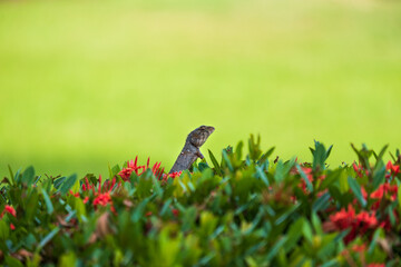 Chameleon wake up morning and looking to people running at park