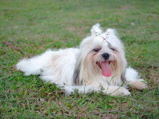 Shih Tzu resting after playing outdoors on grass.