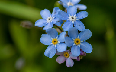 blue flowers