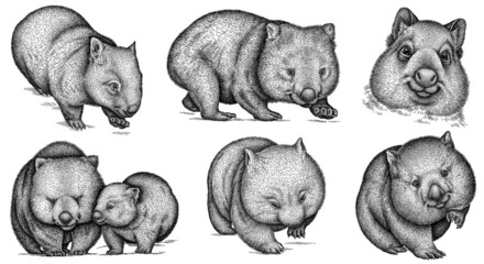 black and white engrave isolated wombat set illustration - obrazy, fototapety, plakaty