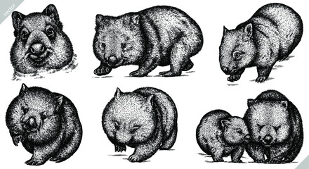 black and white engrave isolated wombat set vector illustration - obrazy, fototapety, plakaty