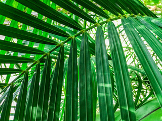 branches of palm trees in sunny day, Verdant concept.