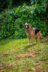 The German Shepherd is Standing on the Grass in the Forest next to the Lagoon, Nature Reserve 