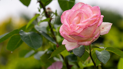 異国の香りがする薔薇