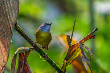 bird on a branch (Russet-crowned warbler)