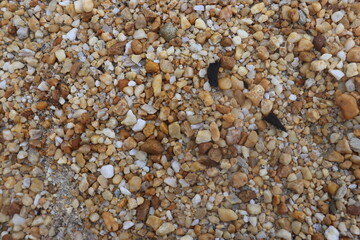 small rocks carried along by a river