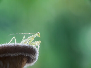 Macro insects in meadows with a natural background and blurry 