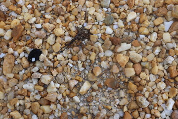small rocks carried along by a river
