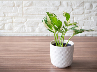 Epipremnum aureum plant in white pot on brown wooden table in office or living room. Space for your text.