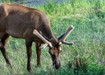 Elk grazing on grass.  Antlers still developing.  Covered in velvet.