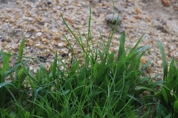 grasses three different types of lush green lawn