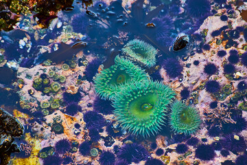 Tide pool detail of stunning green sea anemone in ocean - Powered by Adobe