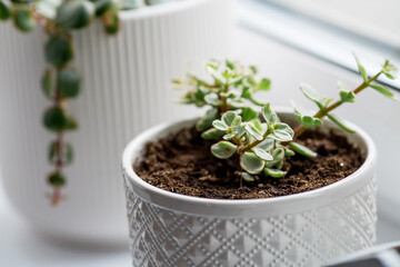 Portulacaria variegata in a white ceramic pot on the windowsill. Close-up of the green-white tops of the plant. Flowering Indoor Plants. Succulents.