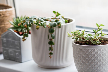 Indoor, home gardening and crop production. A lot of indoor plants growing in flower pots on the windowsill. A sunny day. Flower care.