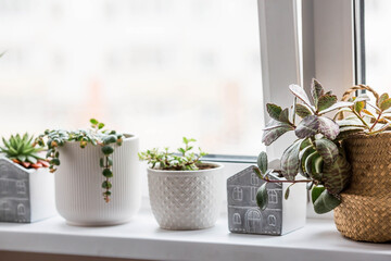 Indoor, home gardening and crop production. A lot of indoor plants growing in flower pots on the windowsill. A sunny day. Flower care.