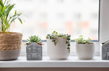 Indoor, home gardening and crop production. A lot of indoor plants growing in flower pots on the windowsill. A sunny day. Flower care. - Powered by Adobe