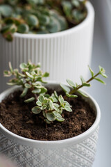 Portulacaria variegata in a white ceramic pot on the windowsill. Close-up of the green-white tops of the plant. Flowering Indoor Plants. Succulents.