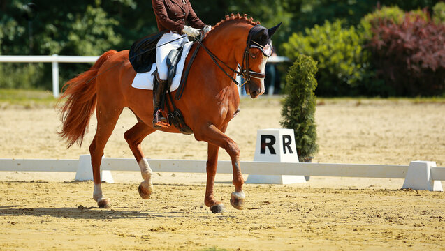 Dressage horse in the dressage course, leg section with bent front leg photographed from the side at circle point R..