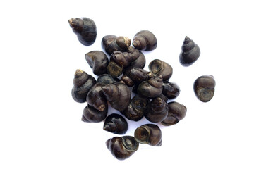 Thai river mollusks that live in freshwater or River snails on white background. Edible and...