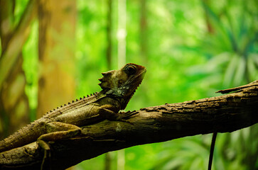 My other lizard friend