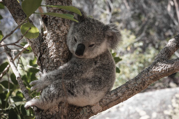 BABY KOALA