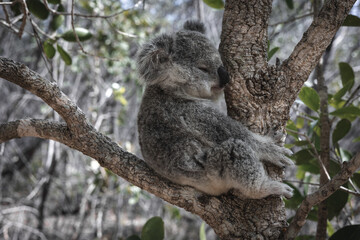 BABY KOALA