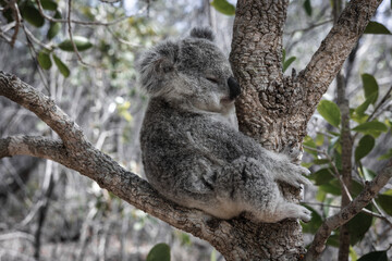 BABY KOALA