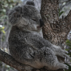 BABY KOALA
