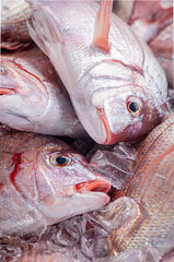 fresh fish on ice