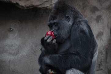 Silverback Gorilla © Wilde Photography