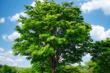 清々しい空気と青空と緑の大地