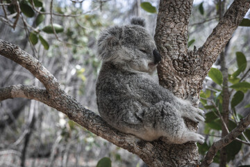 BABY KOALA