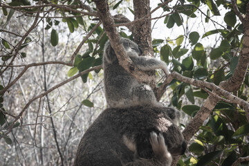 BABY KOALA